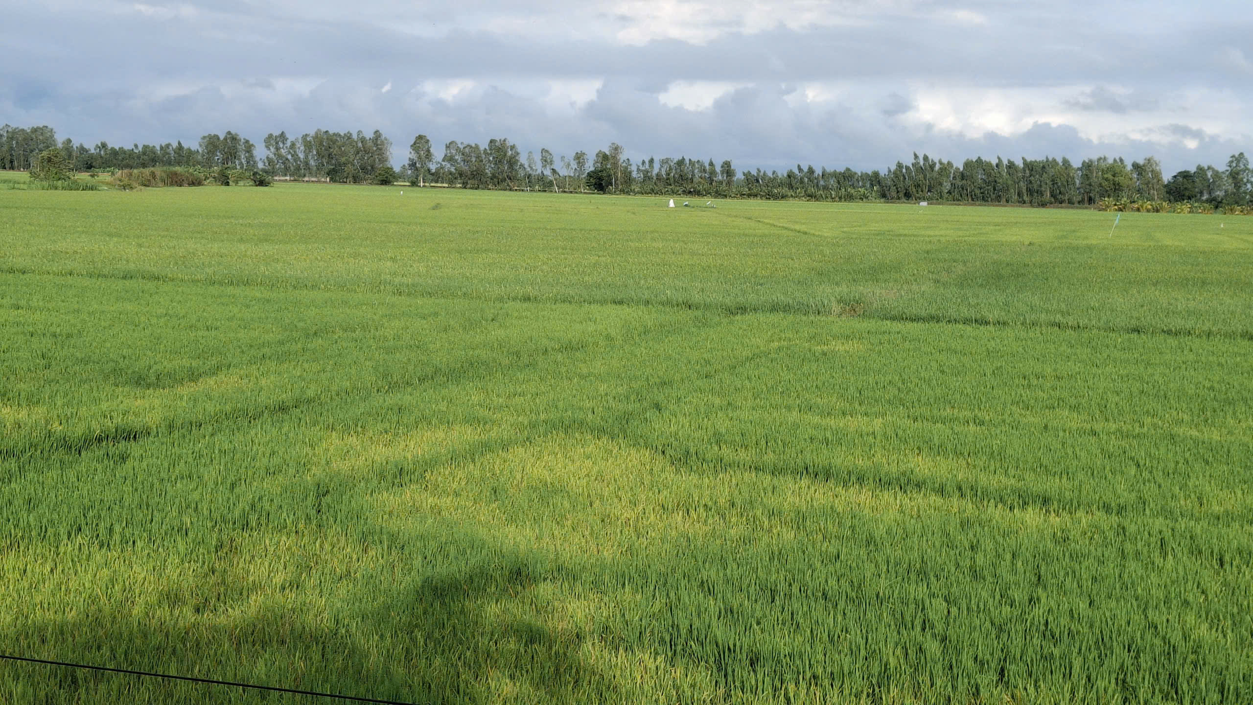 Thông báo về việc quản lý bệnh cháy bìa lá trên lúa vụ Thu đông 2025