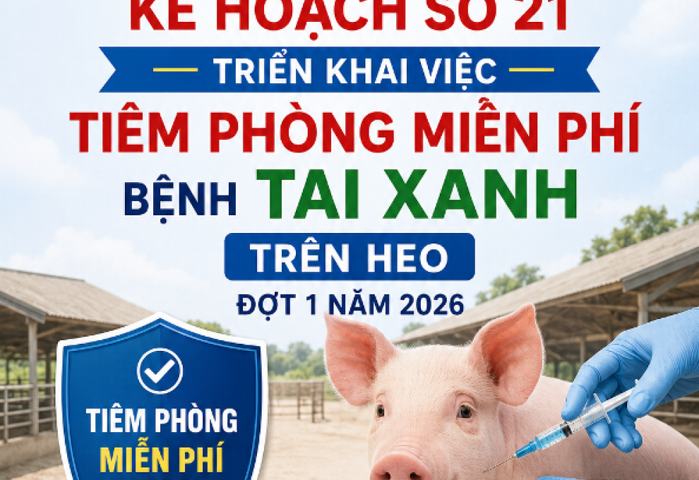 An Giang triển khai tiêm phòng miễn phí bệnh tai xanh trên heo đợt 1 năm 2026