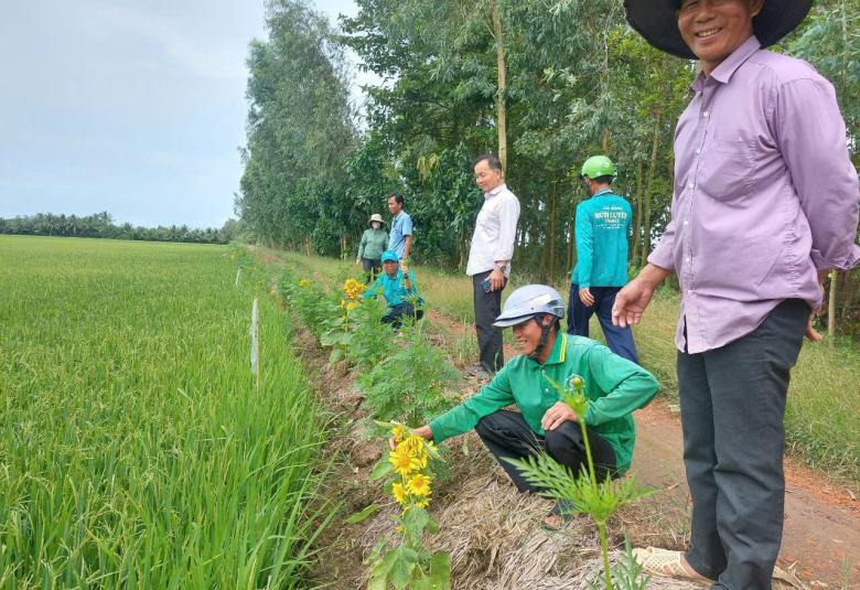 Tăng cường công tác tổ chức thăm đồng - phòng trừ sinh vật gây hại trên lúa vụ Hè Thu và Thu Đông 