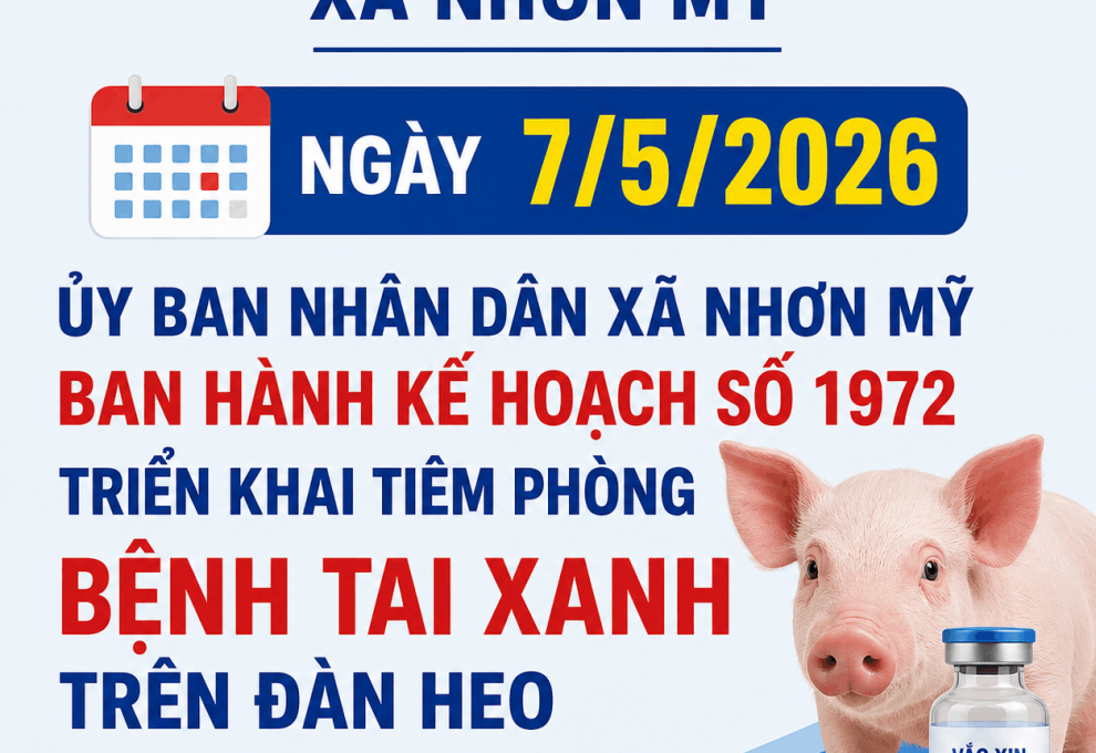 Nhơn Mỹ triển khai tiêm phòng miễn phí bệnh tai xanh trên heo đợt 1 năm 2026