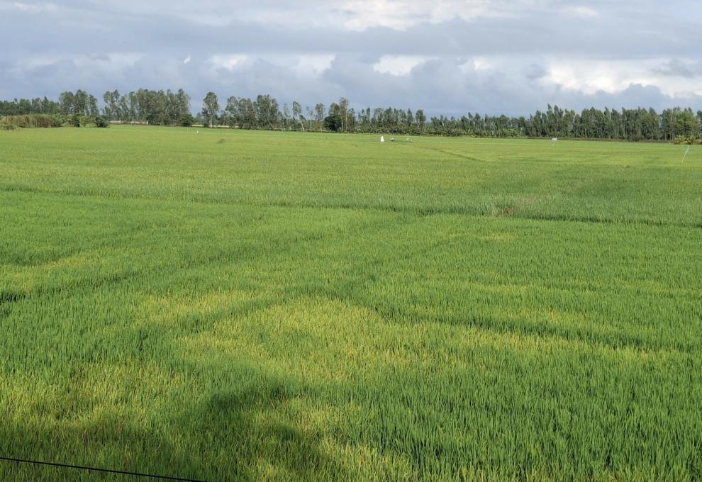 Nhơn Mỹ quyết tâm xây dựng vùng chuyên canh lúa chất lượng cao, phát thải thấp