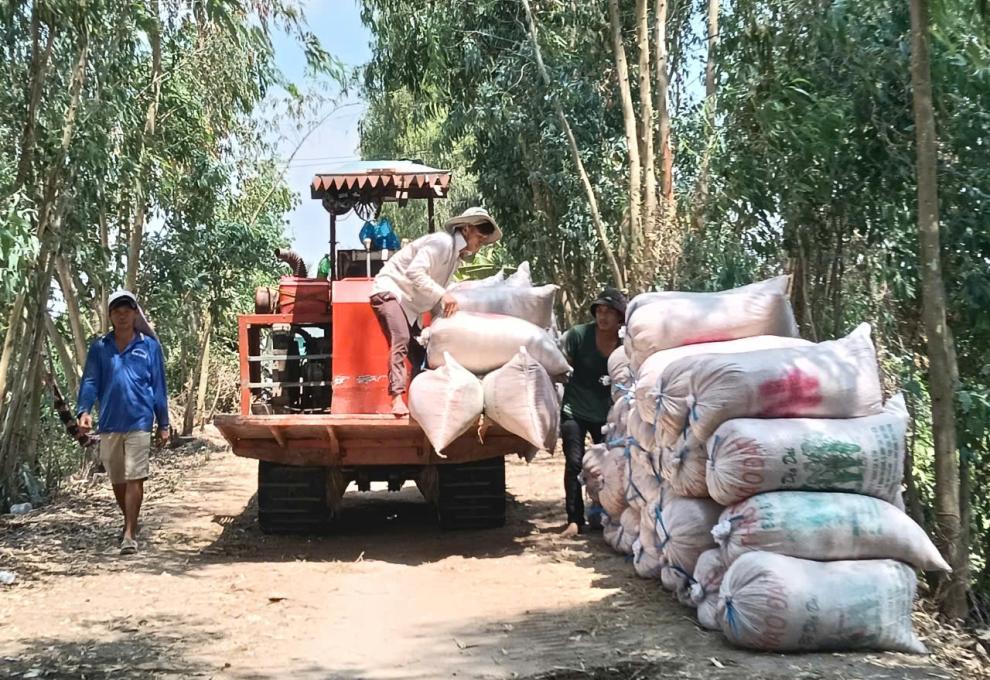 Nhơn Mỹ đẩy nhanh tiến độ thu hoạch lúa vụ Đông xuân