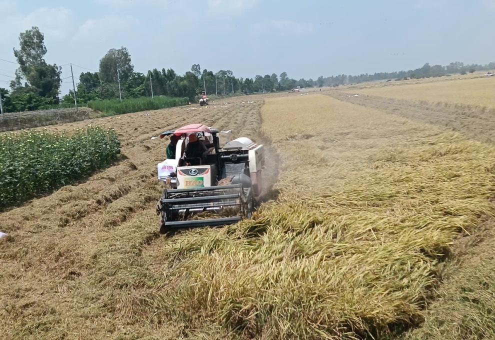 Đẩy nhanh tiến độ thu hoạch lúa Đông Xuân 2025–2026 và chủ động chuẩn bị sản xuất vụ Hè Thu