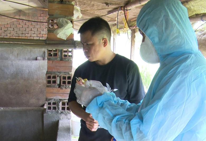 Nhơn Mỹ chủ động phòng, chống dịch bệnh trên gia súc, gia cầm