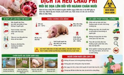 Dịch tả heo châu phi và cách phòng chống