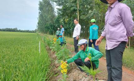 Tăng cường công tác tổ chức thăm đồng - phòng trừ sinh vật gây hại trên lúa vụ Hè Thu và Thu Đông 