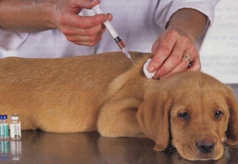 Nhơn Mỹ phấn đấu phủ vaccine đạt trên 80% đàn chó, mèo trong diện tiêm