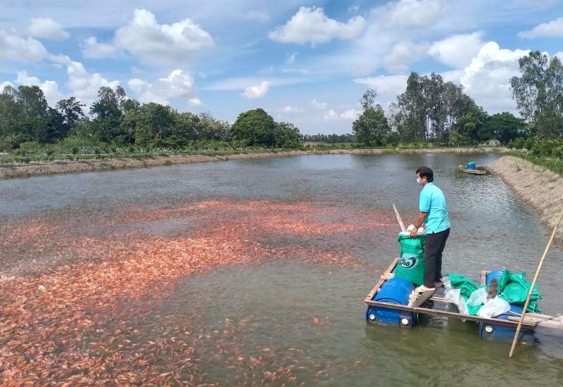 Nhơn Mỹ có 31 hộ sinh sống bằng nghề đánh bắt cá