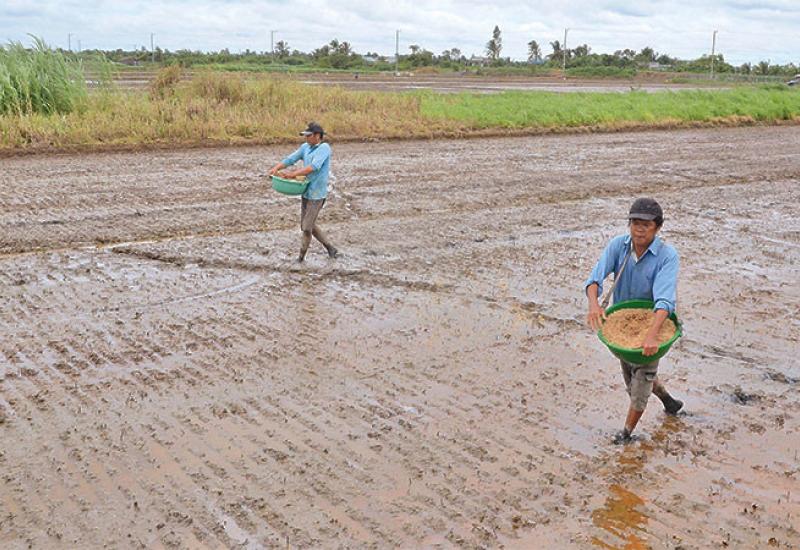 Nhơn Mỹ xuống giống dứt điểm lúa Thu Đông