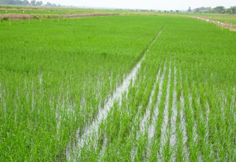 Chủ động biện pháp quản lý bệnh cháy bìa lá trên lúa vụ Thu Đông 