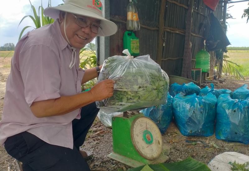 Nông dân trồng ngò rai