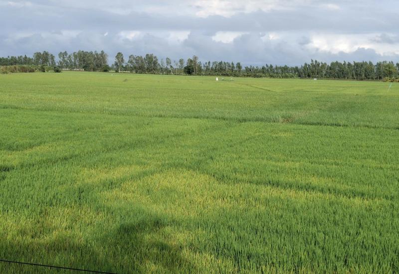 Thông báo lịch xuống giống vụ Đông xuân 2025 – 2026 trên địa bàn xã Nhơn Mỹ