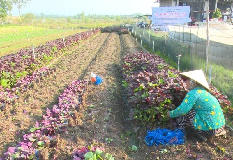 Triển khai kế hoạch sản xuất trồng trọt năm 2026 trên địa bàn xã Nhơn Mỹ