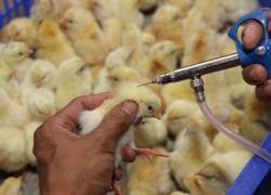 Triển khai quyết liệt công tác phòng, chống dịch bệnh gia súc, gia cầm vụ Đông Xuân