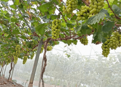 Định hướng phát triển nông nghiệp ứng dụng khoa học công nghệ