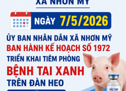 Nhơn Mỹ triển khai tiêm phòng miễn phí bệnh tai xanh trên heo đợt 1 năm 2026