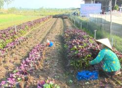 Triển khai kế hoạch sản xuất trồng trọt năm 2026 trên địa bàn xã Nhơn Mỹ