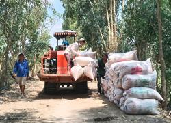 Nhơn Mỹ đẩy nhanh tiến độ thu hoạch lúa vụ Đông xuân