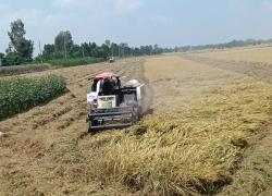 Đẩy nhanh tiến độ thu hoạch lúa Đông Xuân 2025–2026 và chủ động chuẩn bị sản xuất vụ Hè Thu