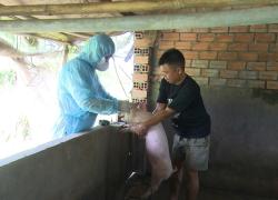 Nhơn Mỹ ra quân tiêm phòng vaccine heo tai xanh đợt I năm 2026